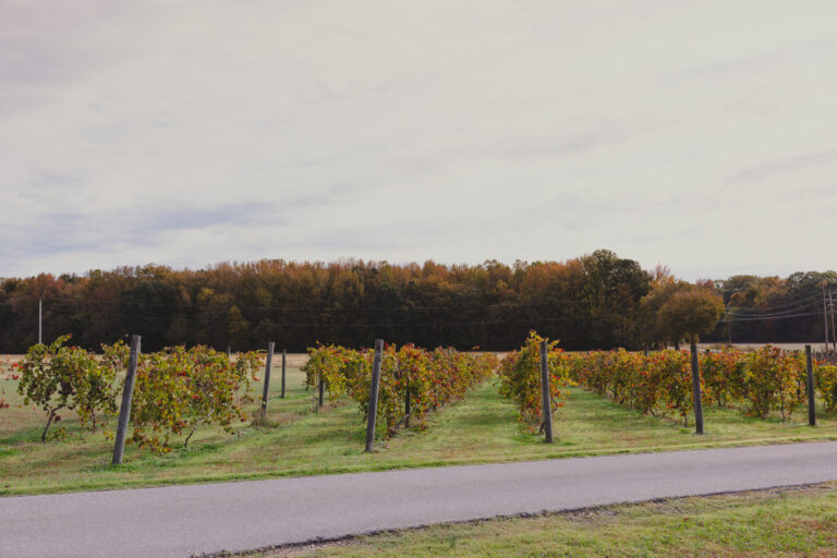 de terra Vineyards & Wines