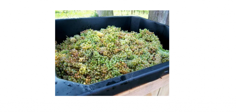 Villa Nove Vineyards