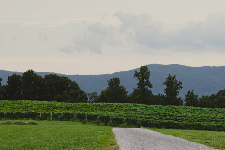 Spout Spring Estates Vineyard
