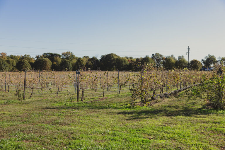 White Squirrel Winery