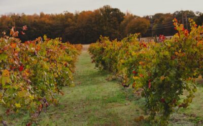 Fall in the Smokies: Explore the Foothills Wine & Cider Trail